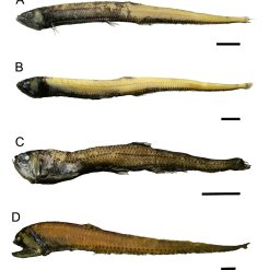 CP320912HABA | 2" X 76' 4113 MM NPT BR NR..